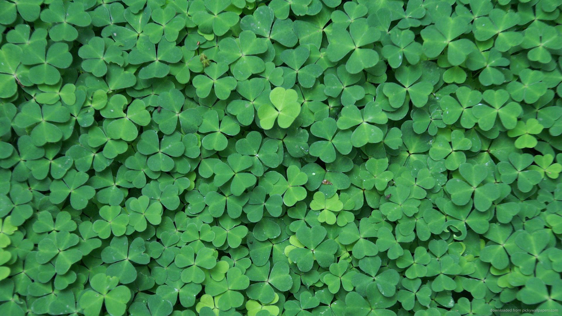 Hq Definition Clover Wallpaper - Clover Wallpaper Hd - HD Wallpaper 