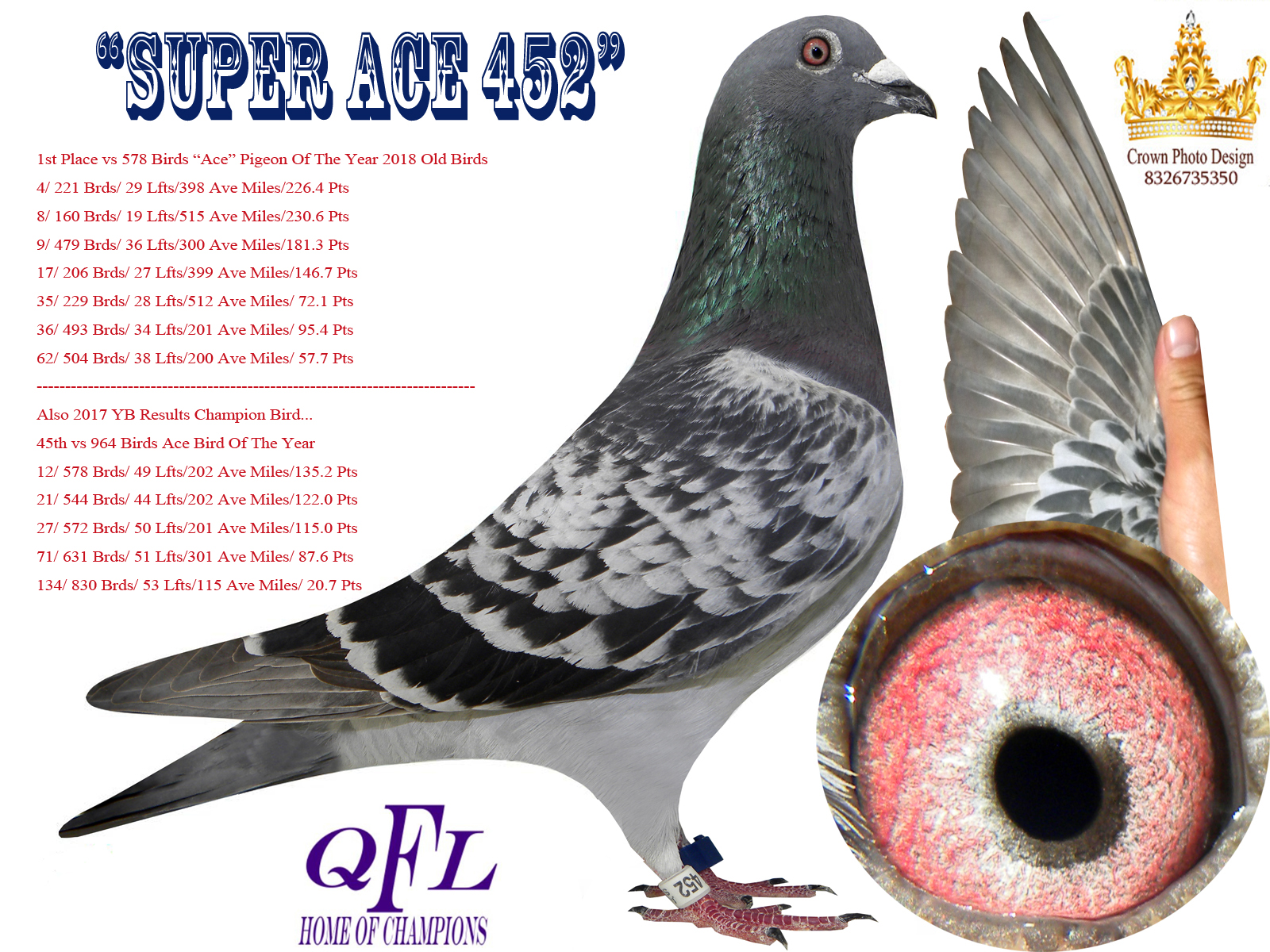 Preview Image - Rock Dove - HD Wallpaper 