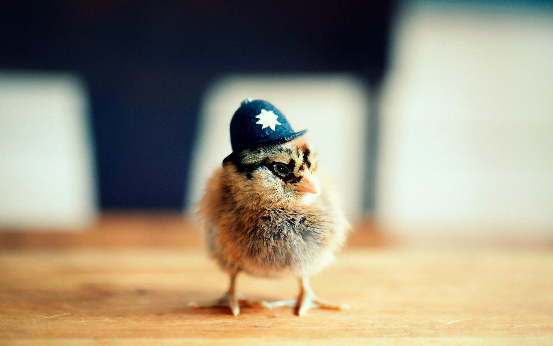Police Chick Wallpaper - Bird With Police Hat - HD Wallpaper 