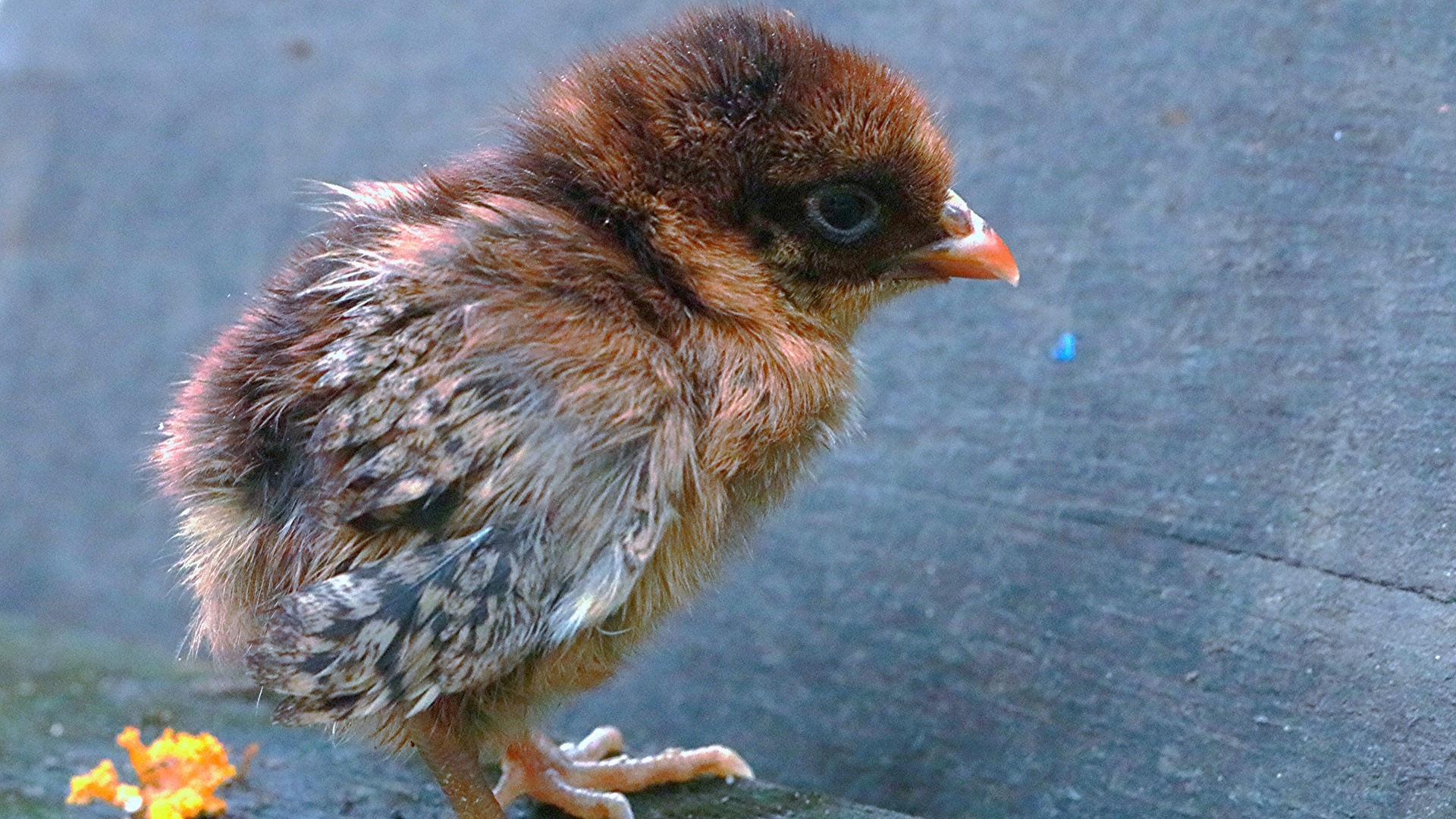 Wallpaper Chick, Bird, Chicken - Chicken - HD Wallpaper 