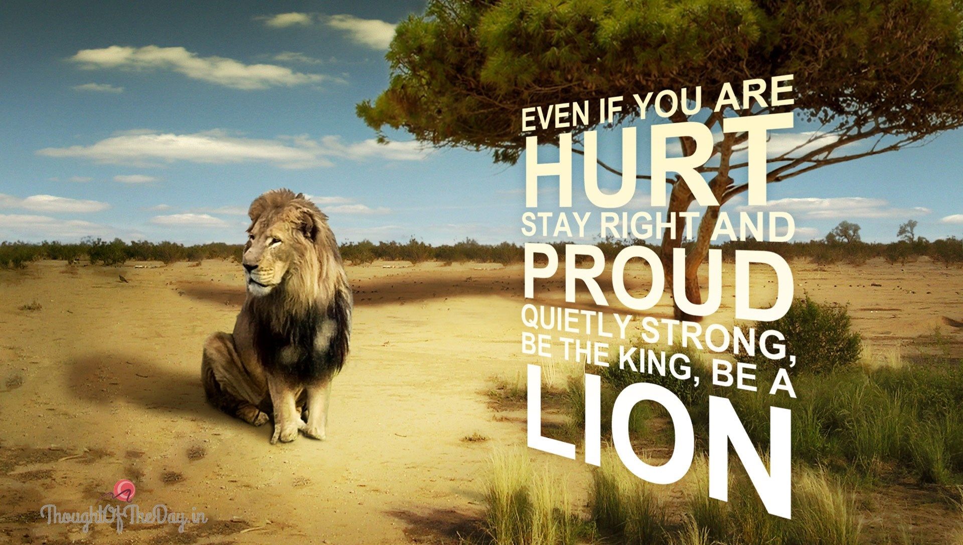 Hd Wallpaper Of Lion With Quotes - HD Wallpaper 