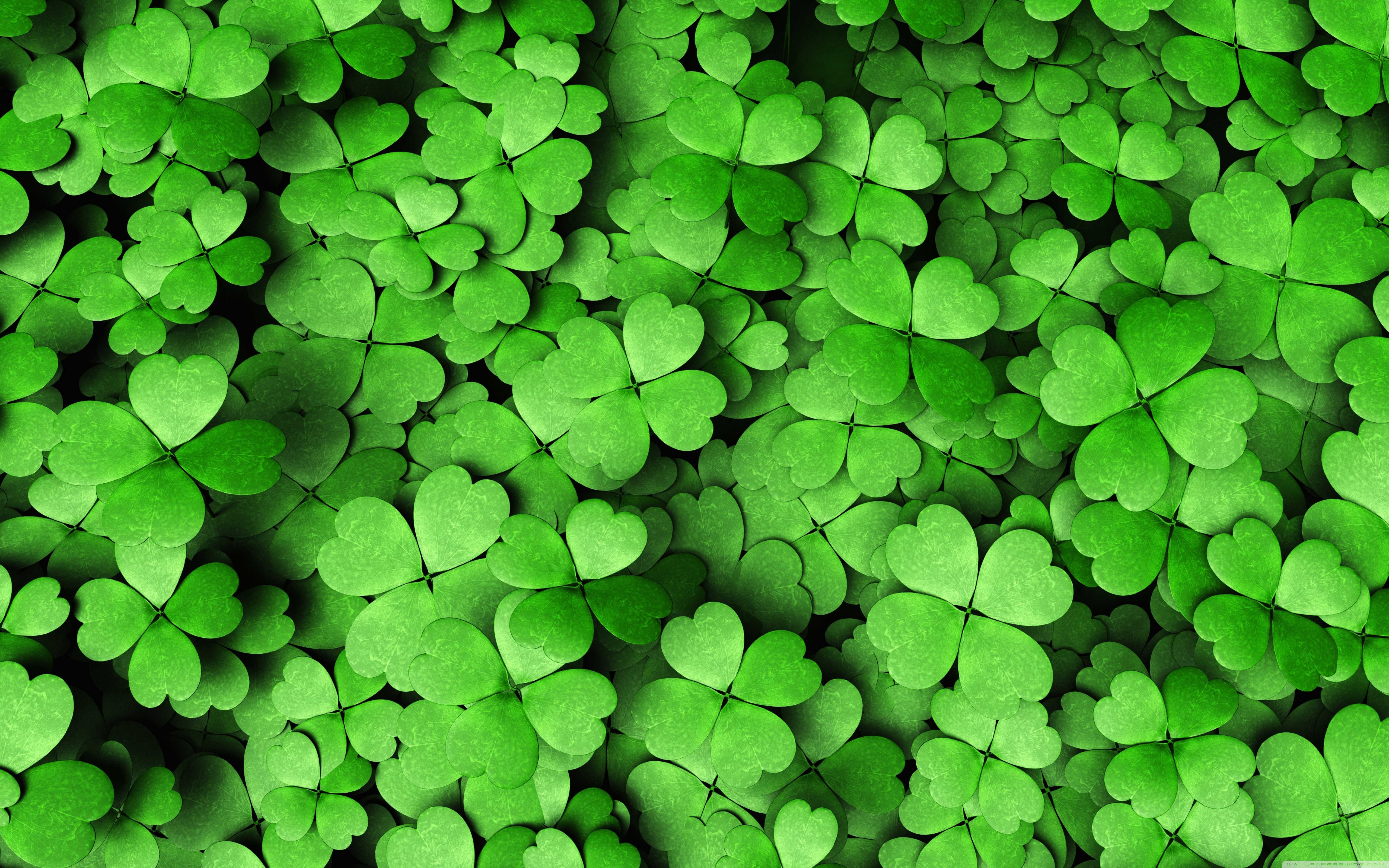 4 Leaf Clover 4k - HD Wallpaper 