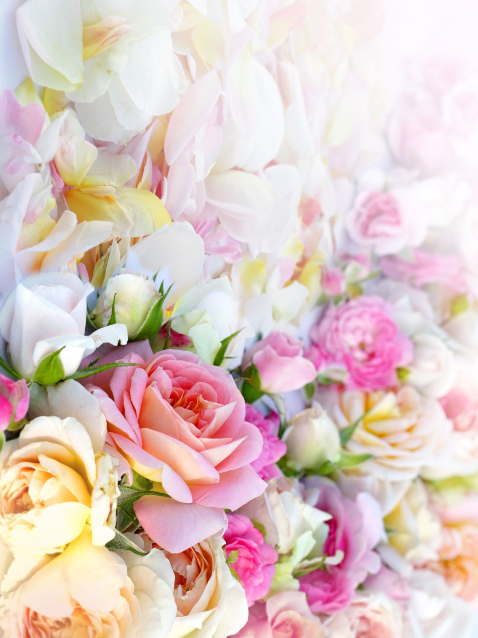 Pastel Flower Petals Background - HD Wallpaper 