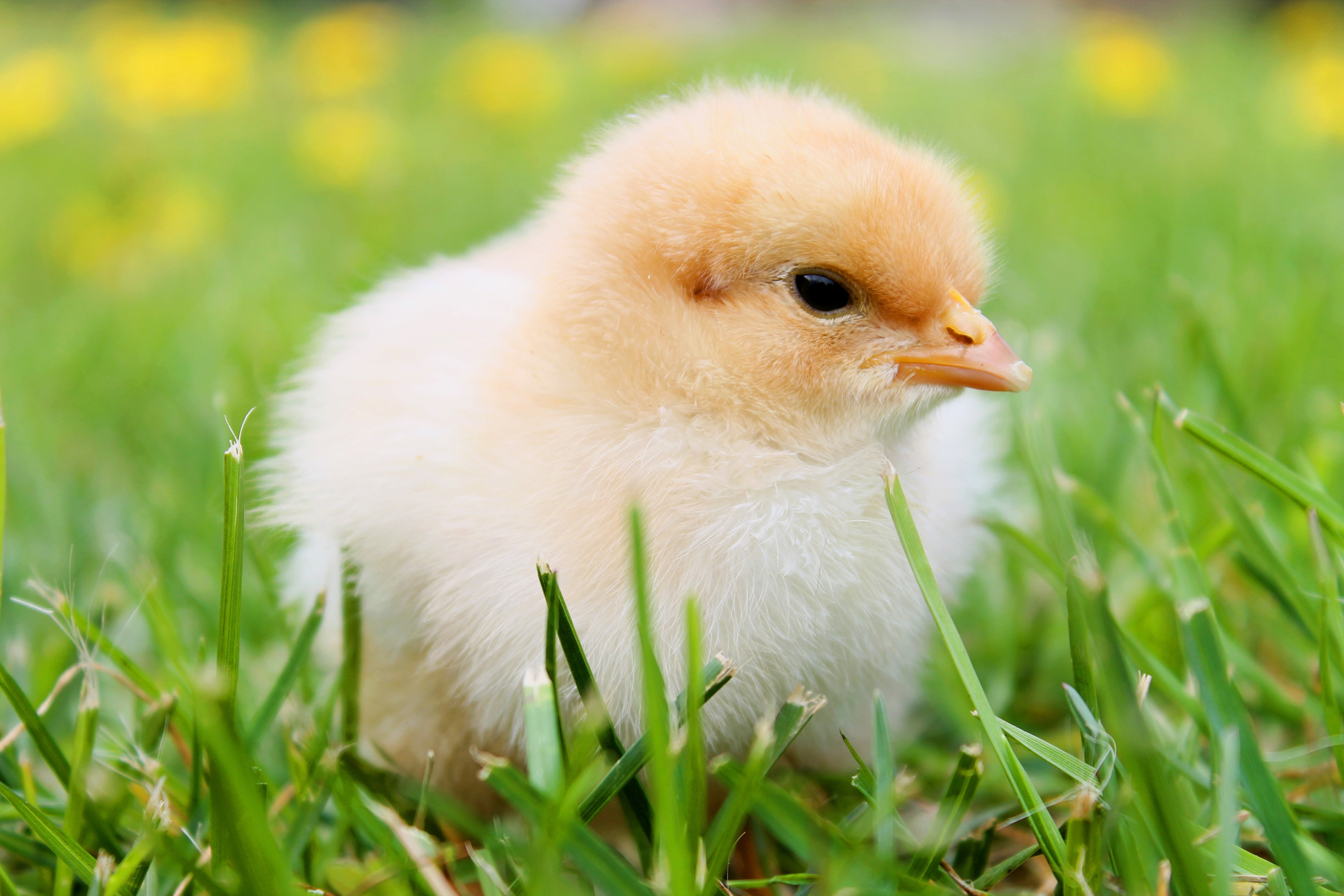 Baby Chicks - HD Wallpaper 