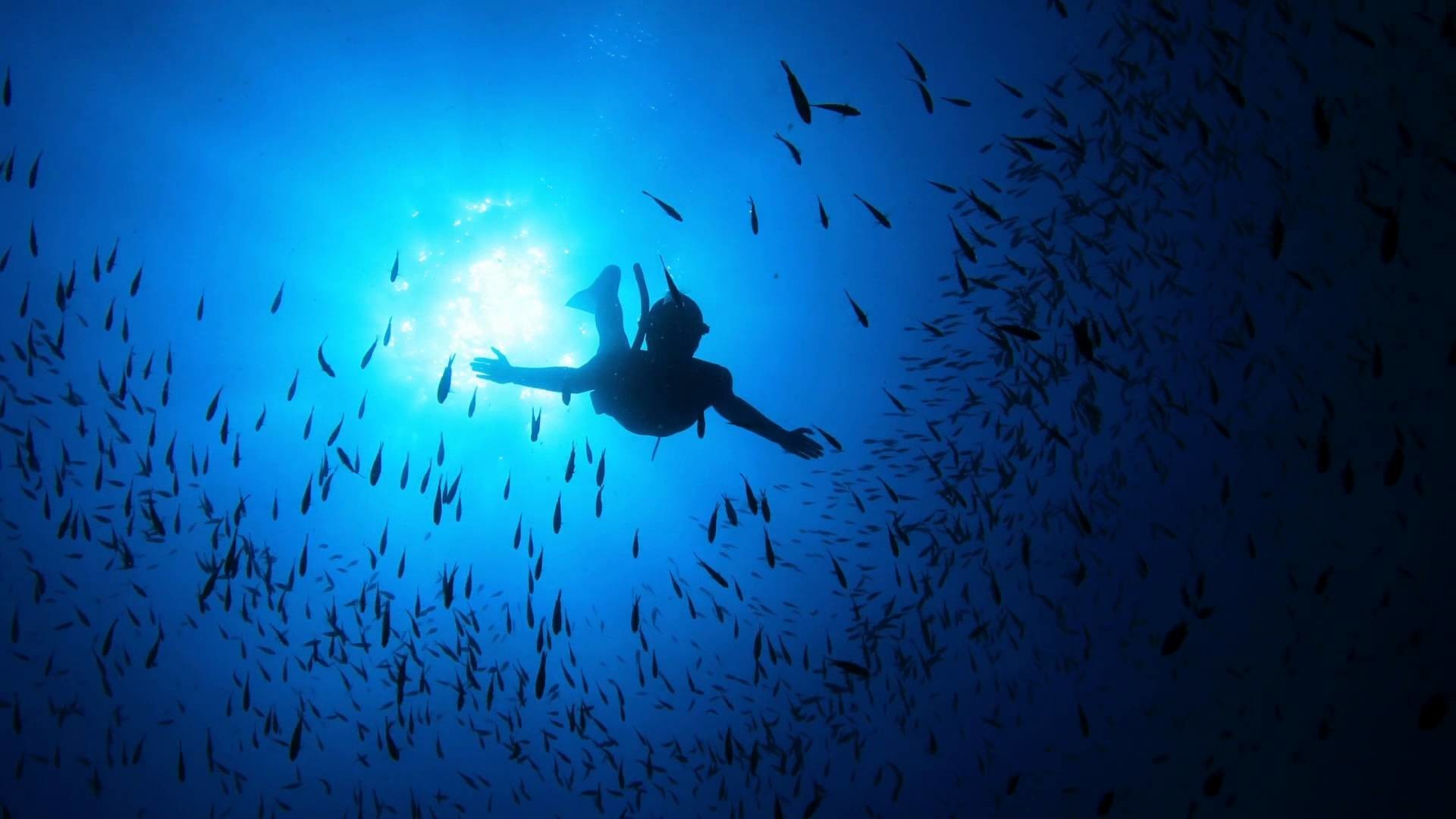 Download 
 Data Src Best Scuba Diving Wallpaper For - Underwater Freediving - HD Wallpaper 