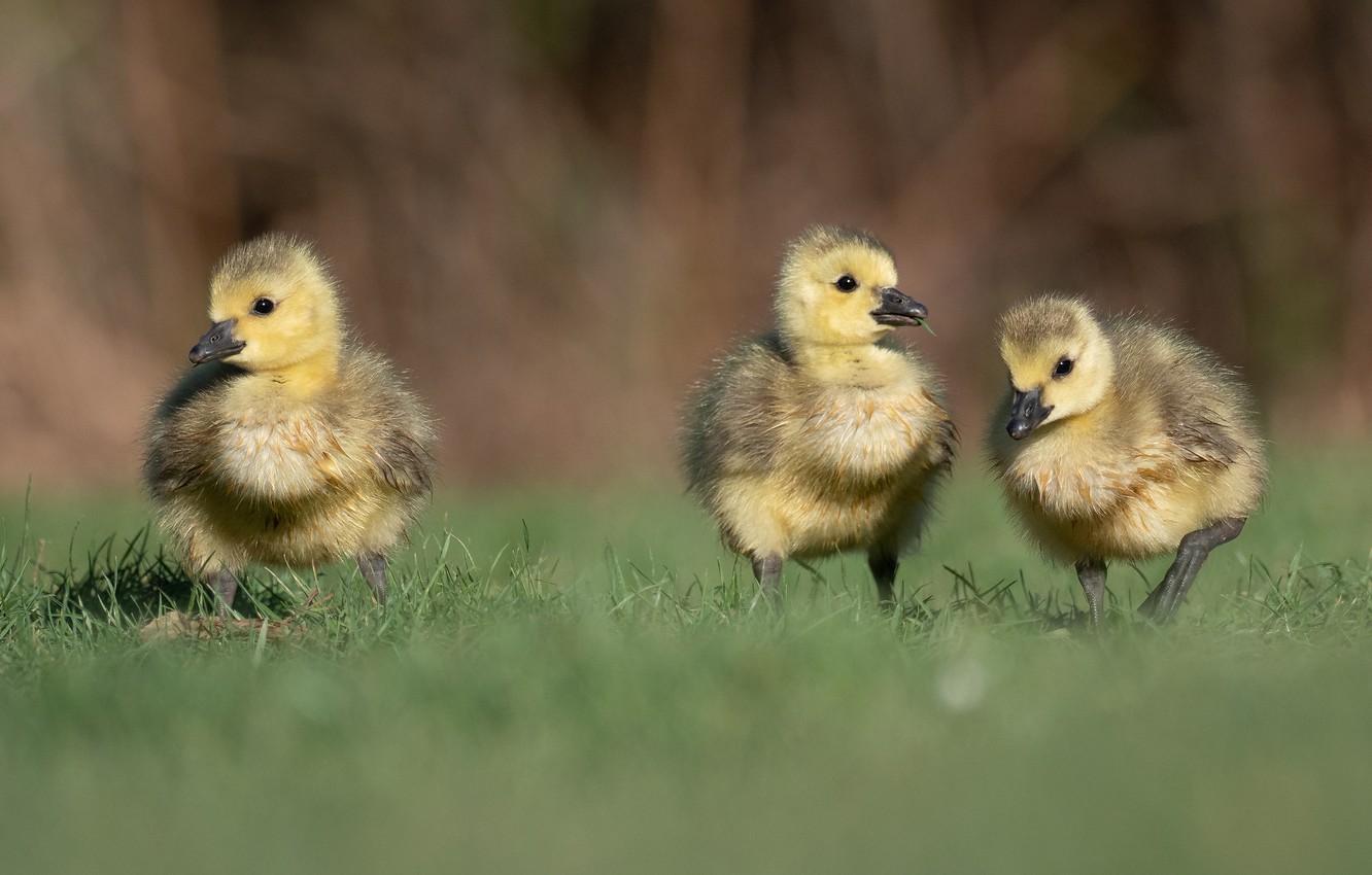 Photo Wallpaper Grass, Birds, Glade, Spring, Three, - Fowl - HD Wallpaper 