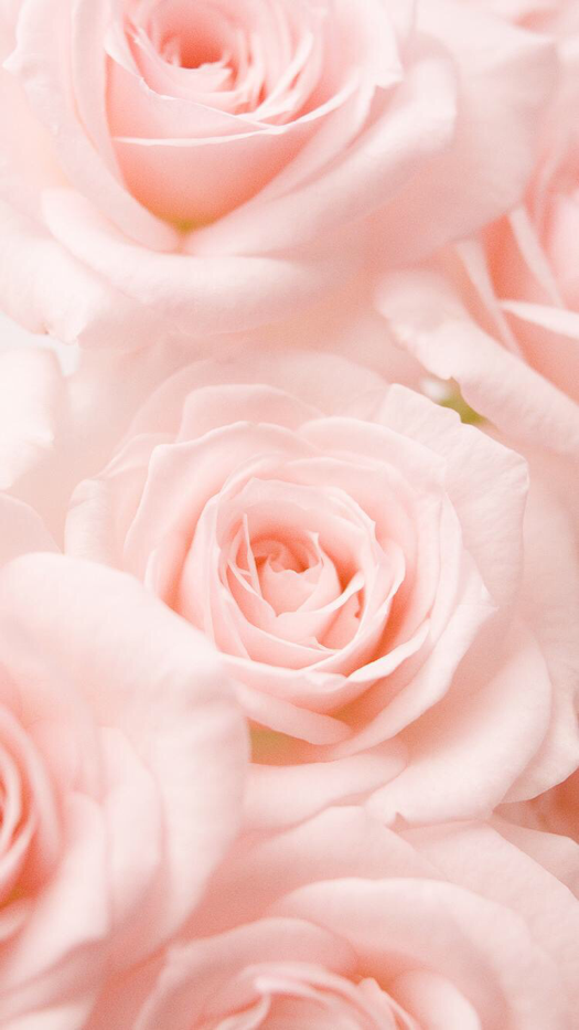 Featured image of post Pink Rose Aesthetic Hd