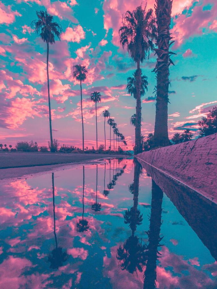 Phone Wallpapers Palm Tree - 700x934 Wallpaper Phone Wallpapers Palm Tree - 700x934 Wallpaper