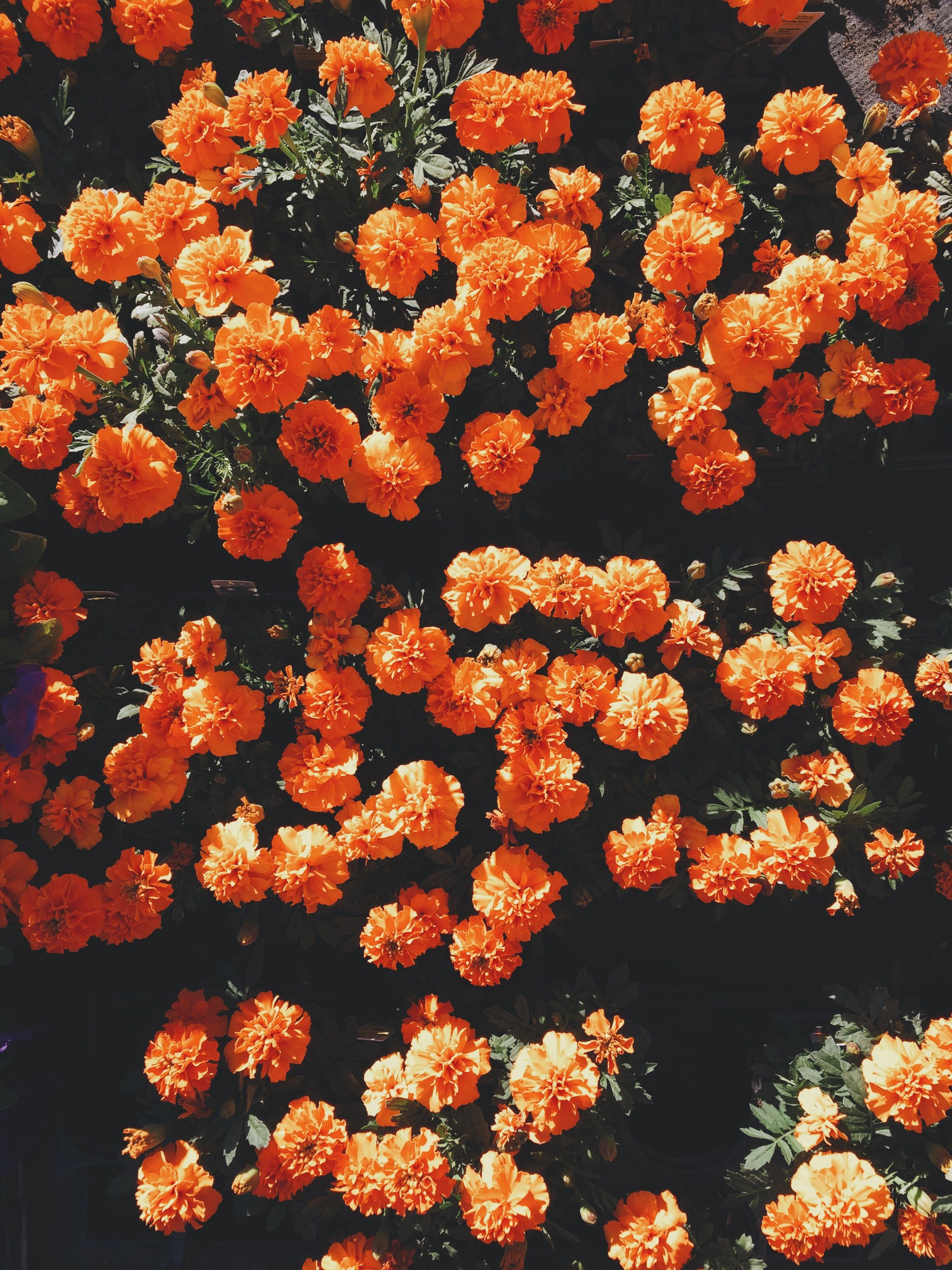 Orange Flowers Aesthetic - HD Wallpaper 