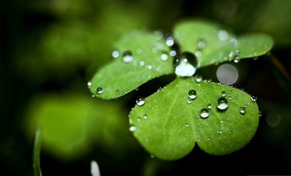 Four Leaf Clover Hd - HD Wallpaper 