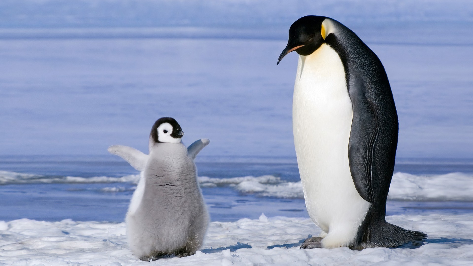 Emperor Penguin And Chick Wallpaper - Mother And Baby Penguin - HD Wallpaper 