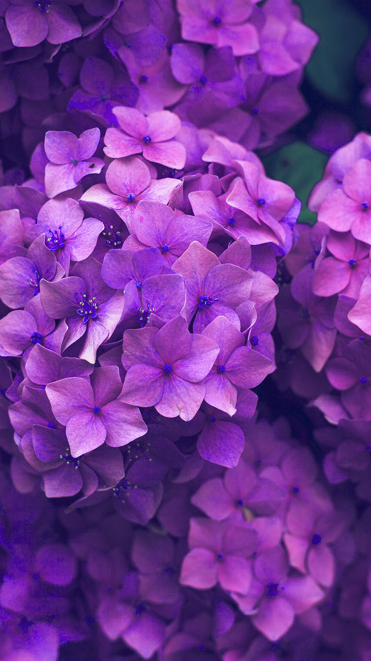Hydrangea Wallpaper Phone - HD Wallpaper 