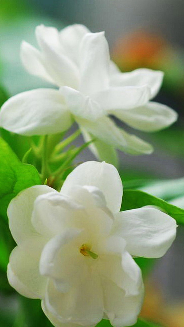 Elegant Jasmine Flower Macro Iphone Wallpaper - Jasmine Flower - 640x1136  Wallpaper 