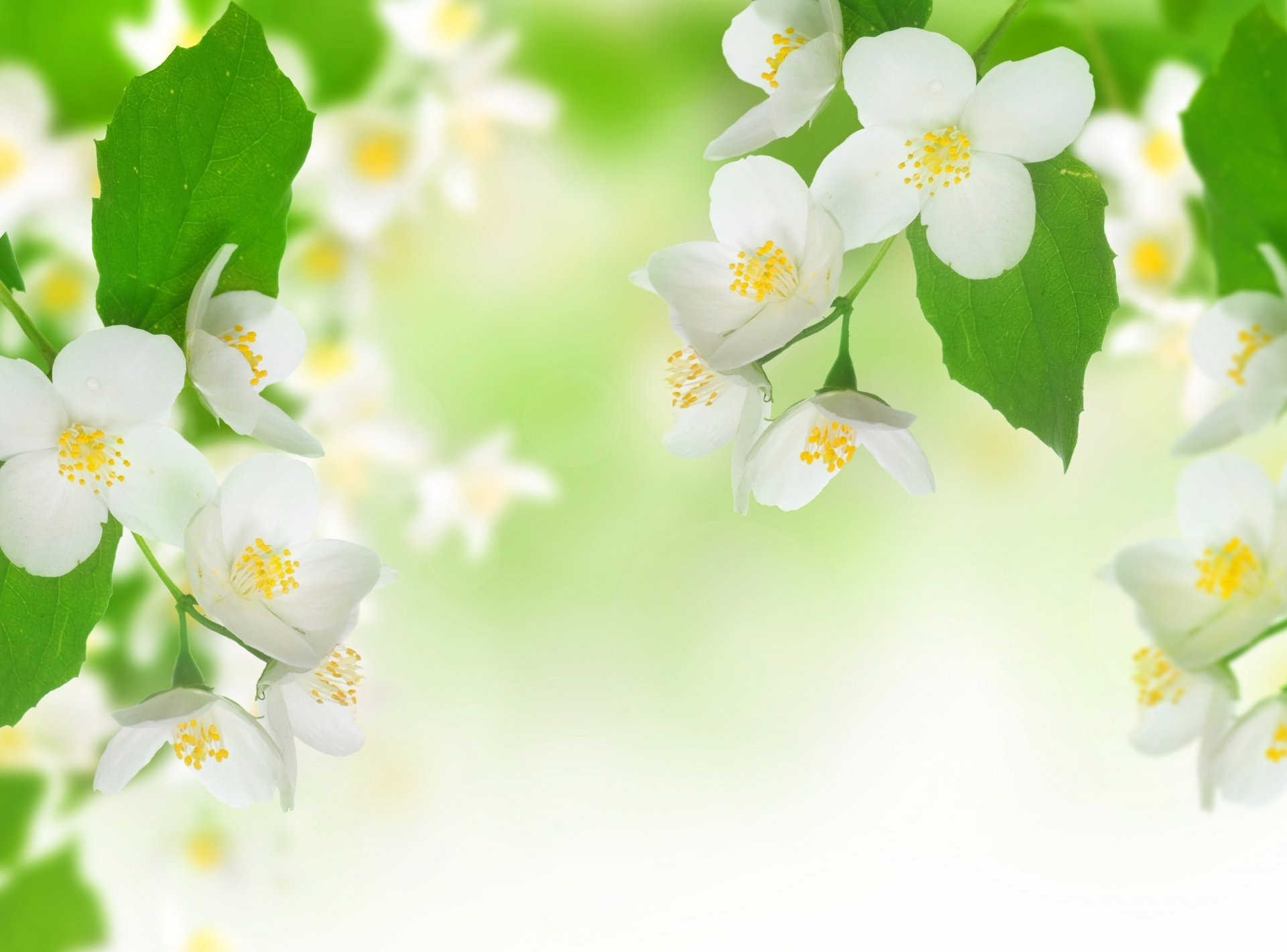 1920x1421, Earth - Jasmine Flower Wallpaper Hd - HD Wallpaper 