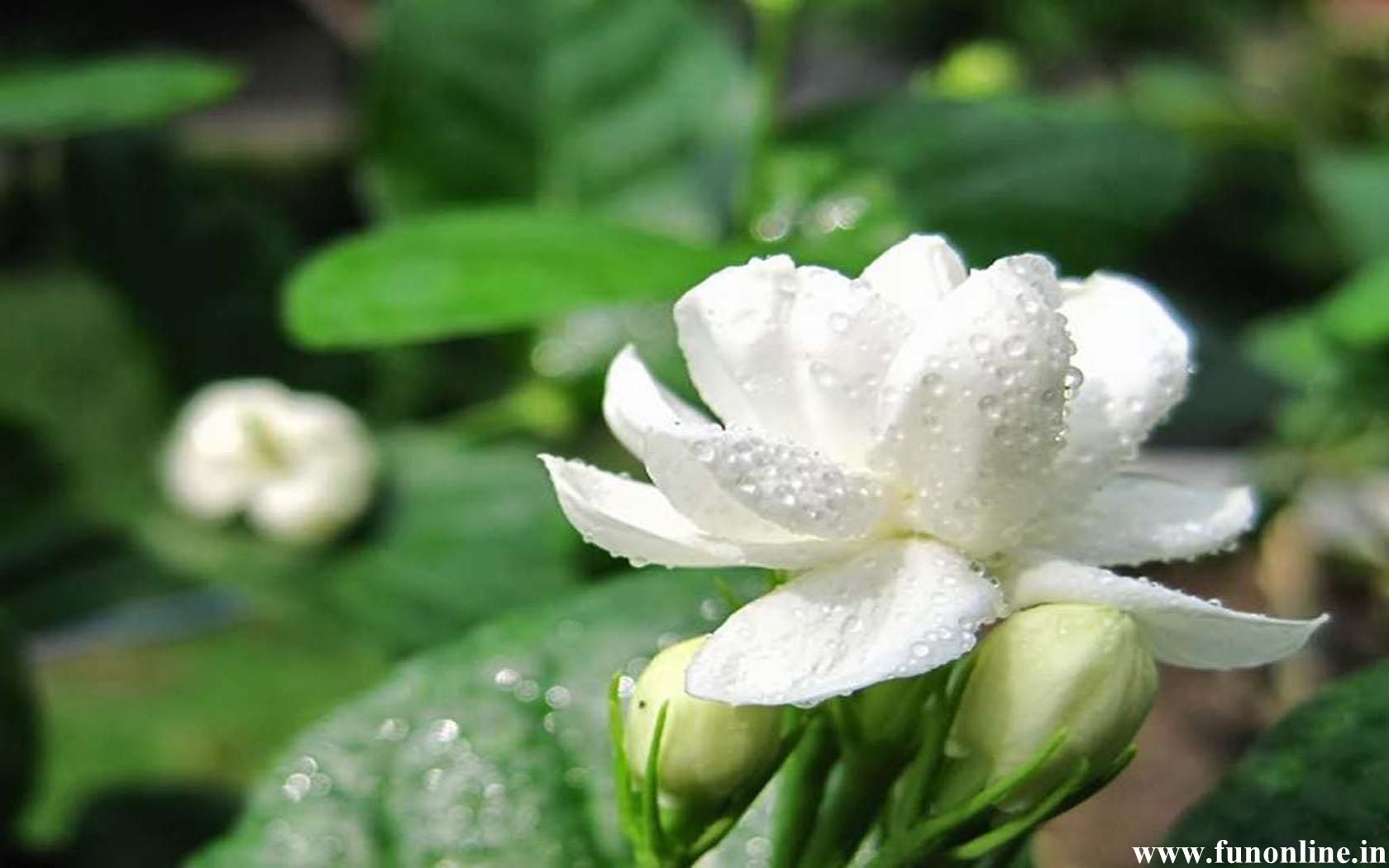 Jasmine Flower - HD Wallpaper 