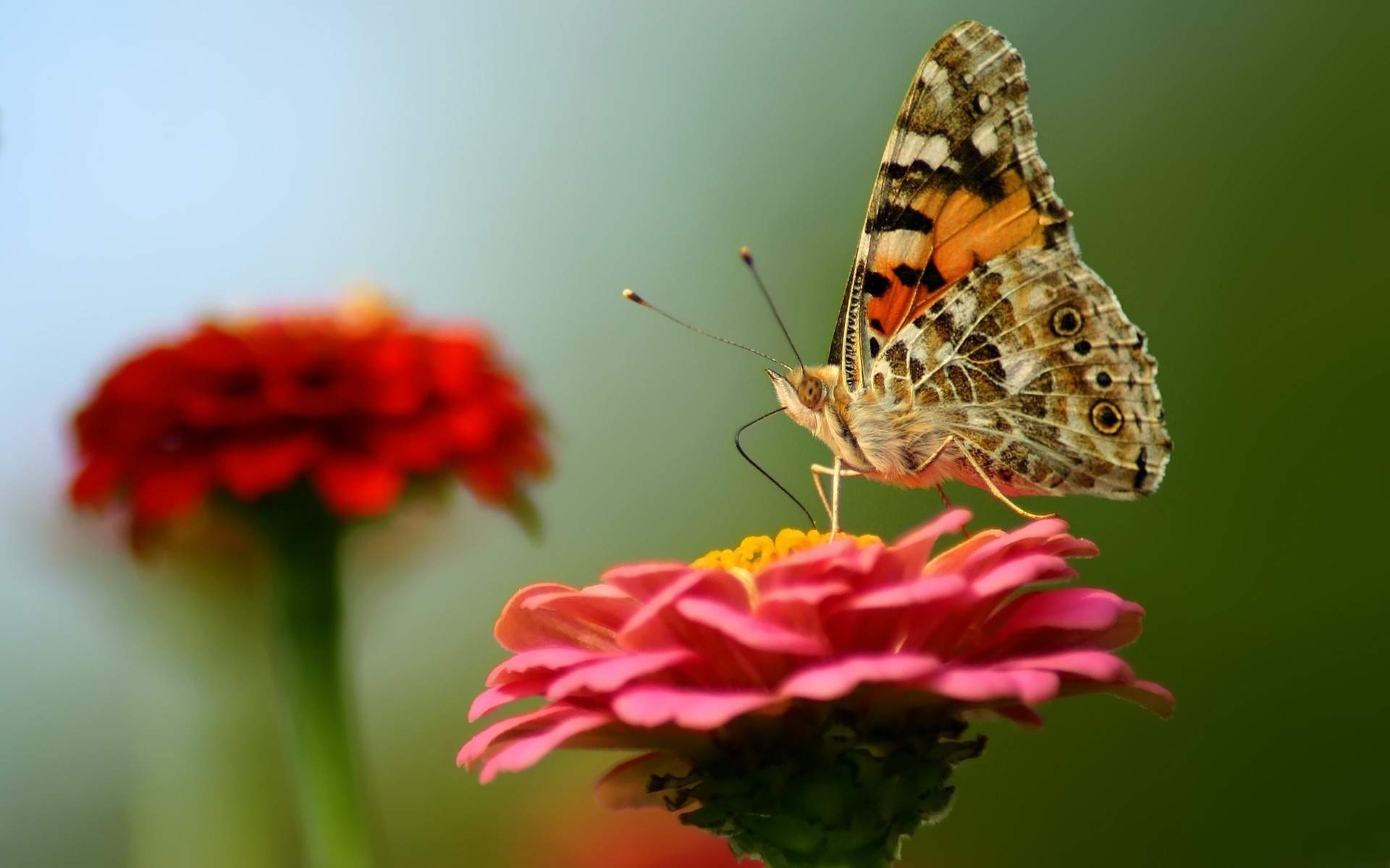 Free Flower Butterfly Wallpapers - Flower And Butterbly - HD Wallpaper 