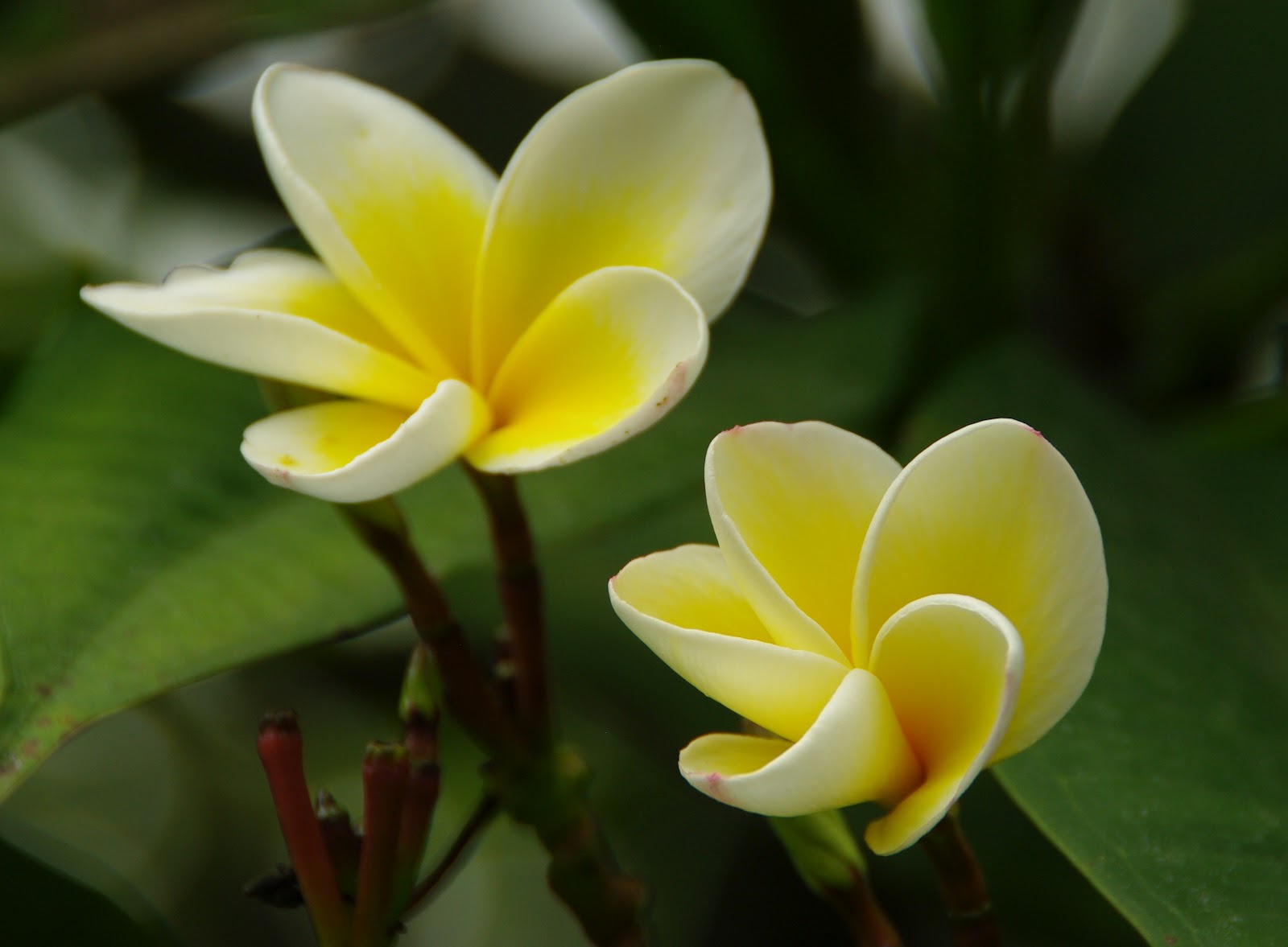 Yellow Jasmine Flower Wallpaper - White Wallpaper Jasmine Flower - HD Wallpaper 