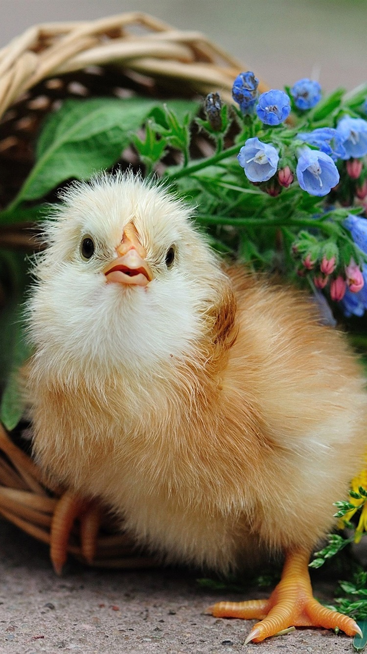 Iphone Wallpaper Cute Chick, Basket, Flowers - Amazing Animal Wallpapers Hd - HD Wallpaper 