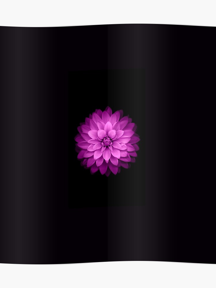 Dahlia - HD Wallpaper 