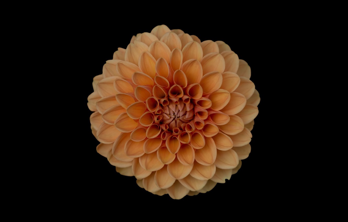 Photo Wallpaper Orange, Flower, Hana, Dahlia, Orange - Sea Peach - HD Wallpaper 