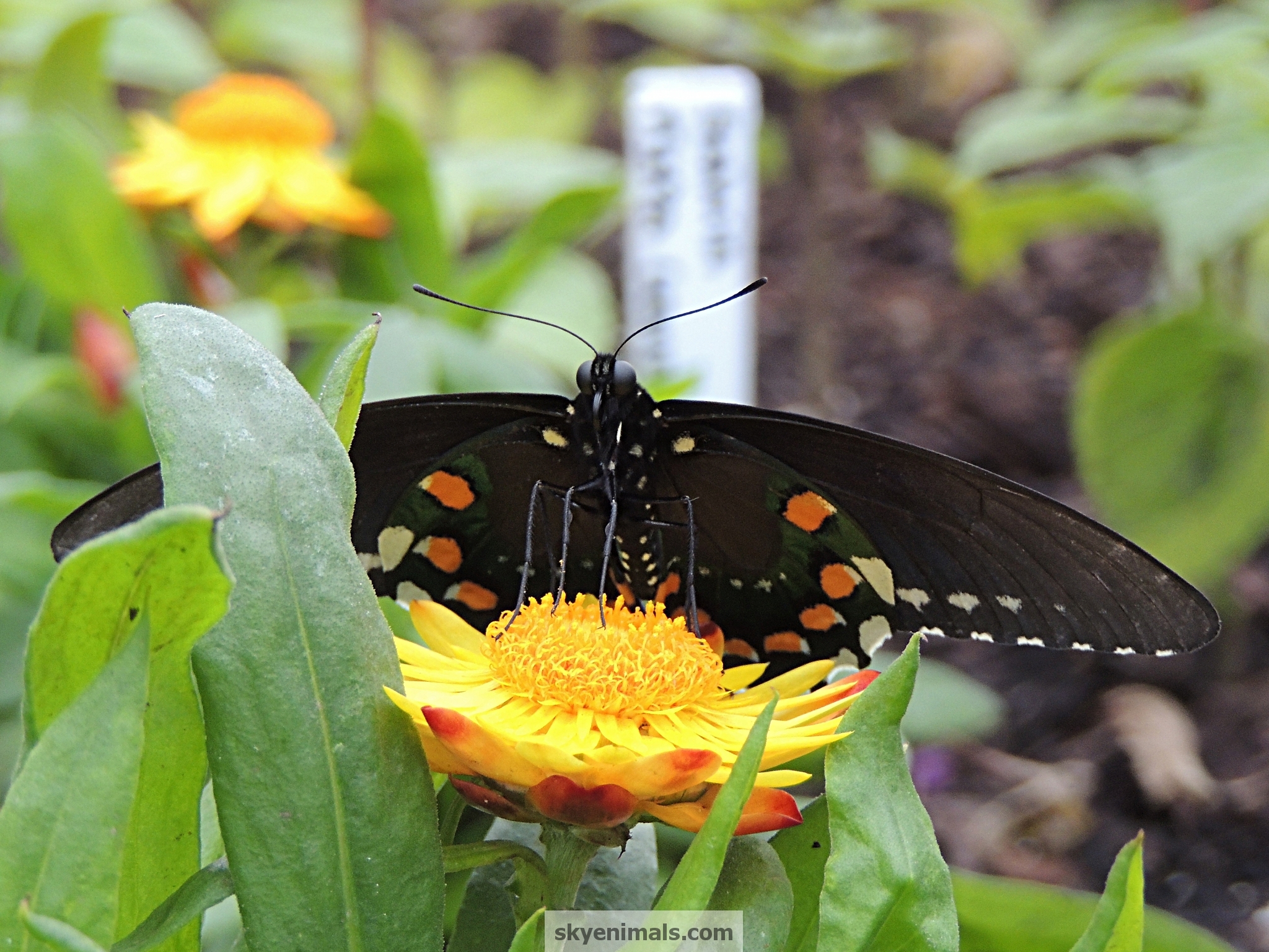 Brush-footed Butterfly - HD Wallpaper 
