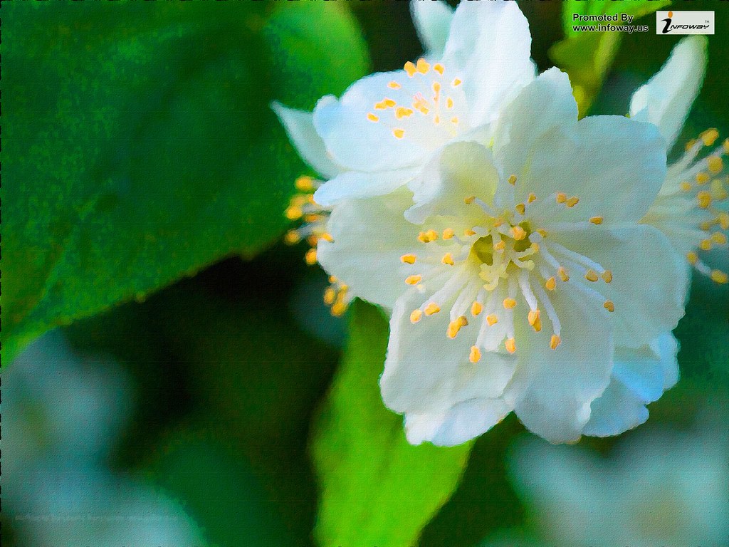 Flower Jasmin - HD Wallpaper 