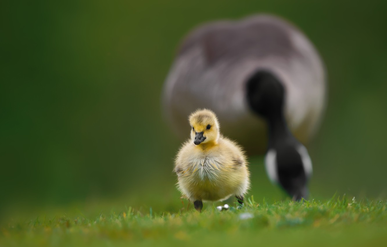 Photo Wallpaper Grass, Bird, Baby, Walk, Chick, Goose, - Duck - HD Wallpaper 