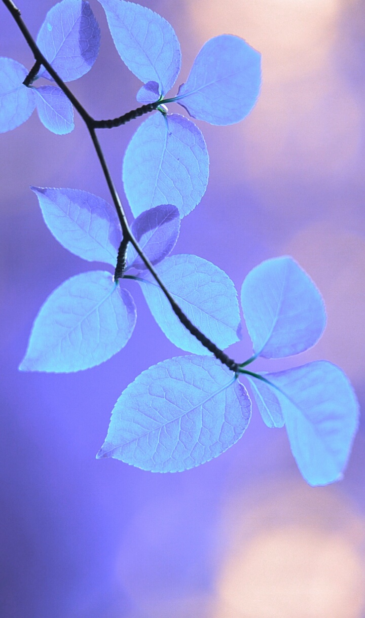 Wallpaper Image - Beautiful Wallpaper Blue Flowers - HD Wallpaper 
