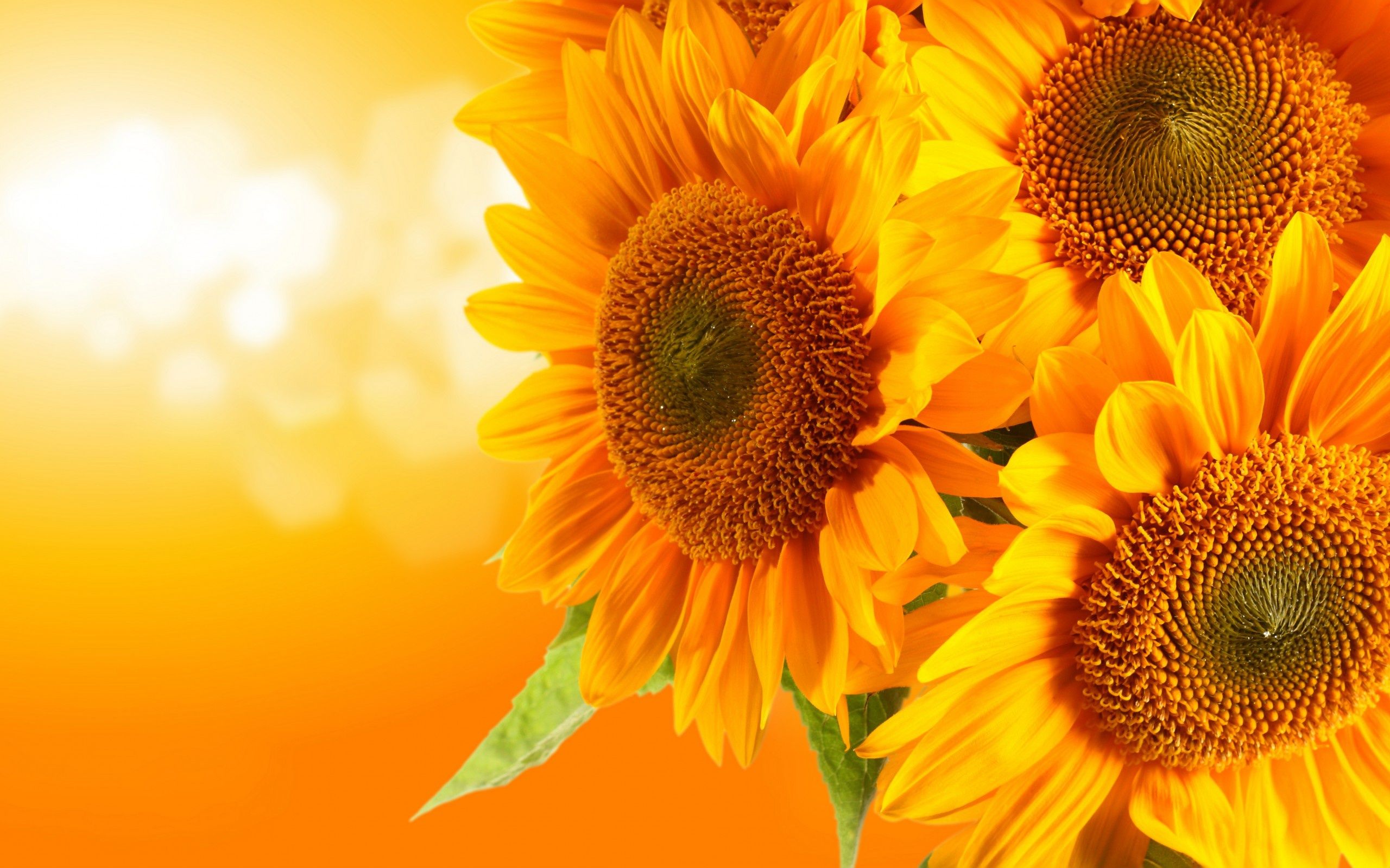 Free Desktop Wallpaper Sunflowers - HD Wallpaper 