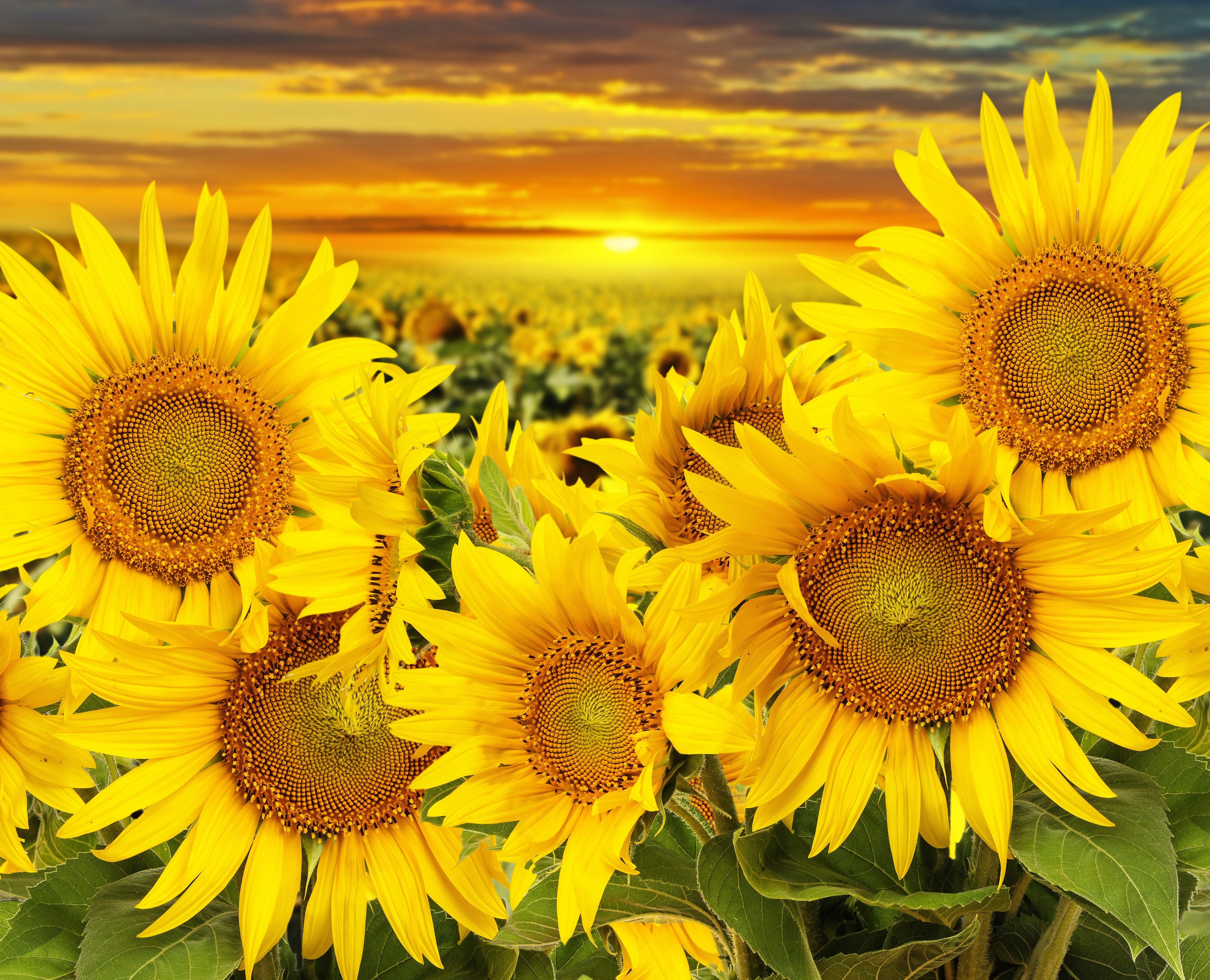Sunflower Live - HD Wallpaper 
