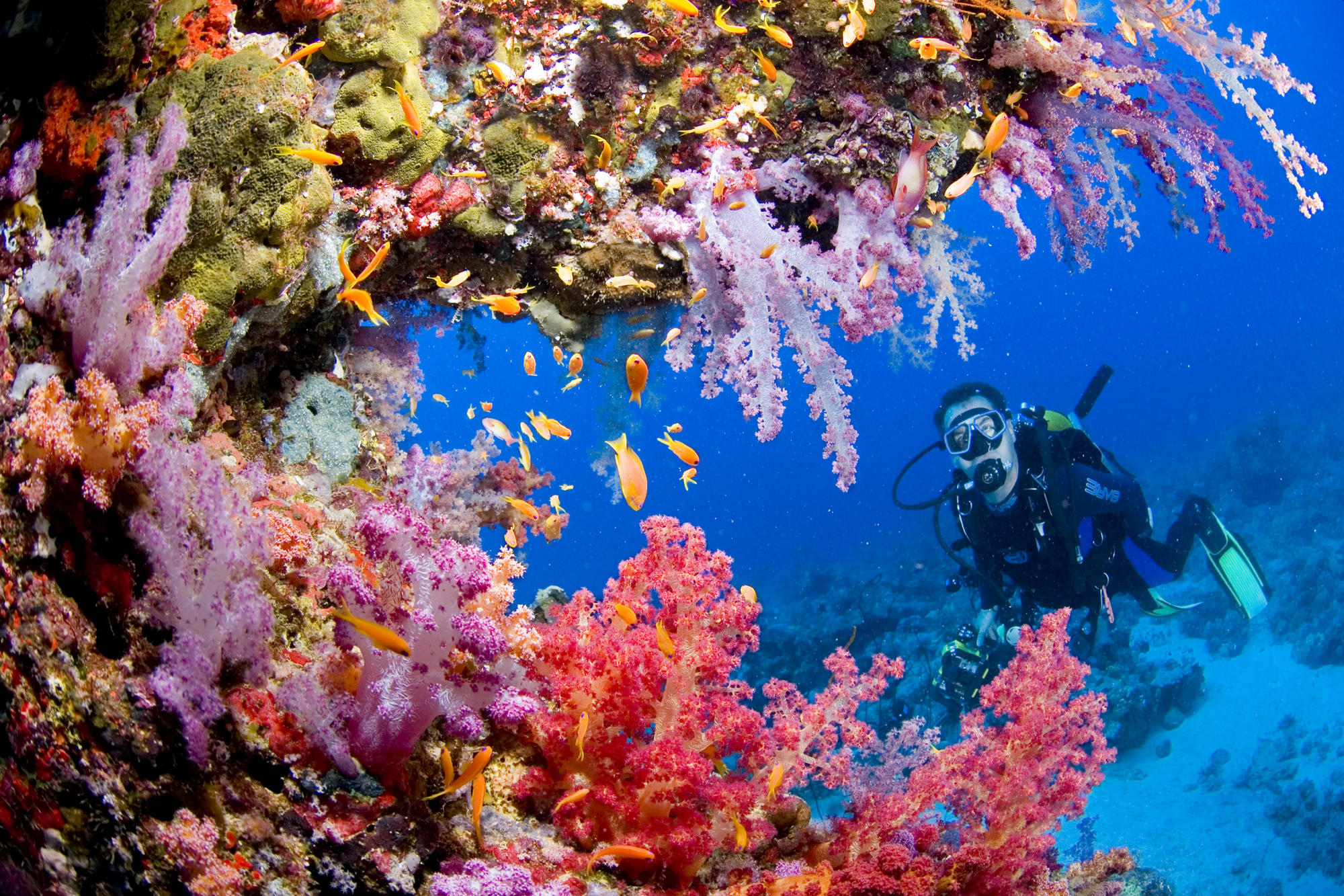 Coral Reef People Scuba Diving - HD Wallpaper 