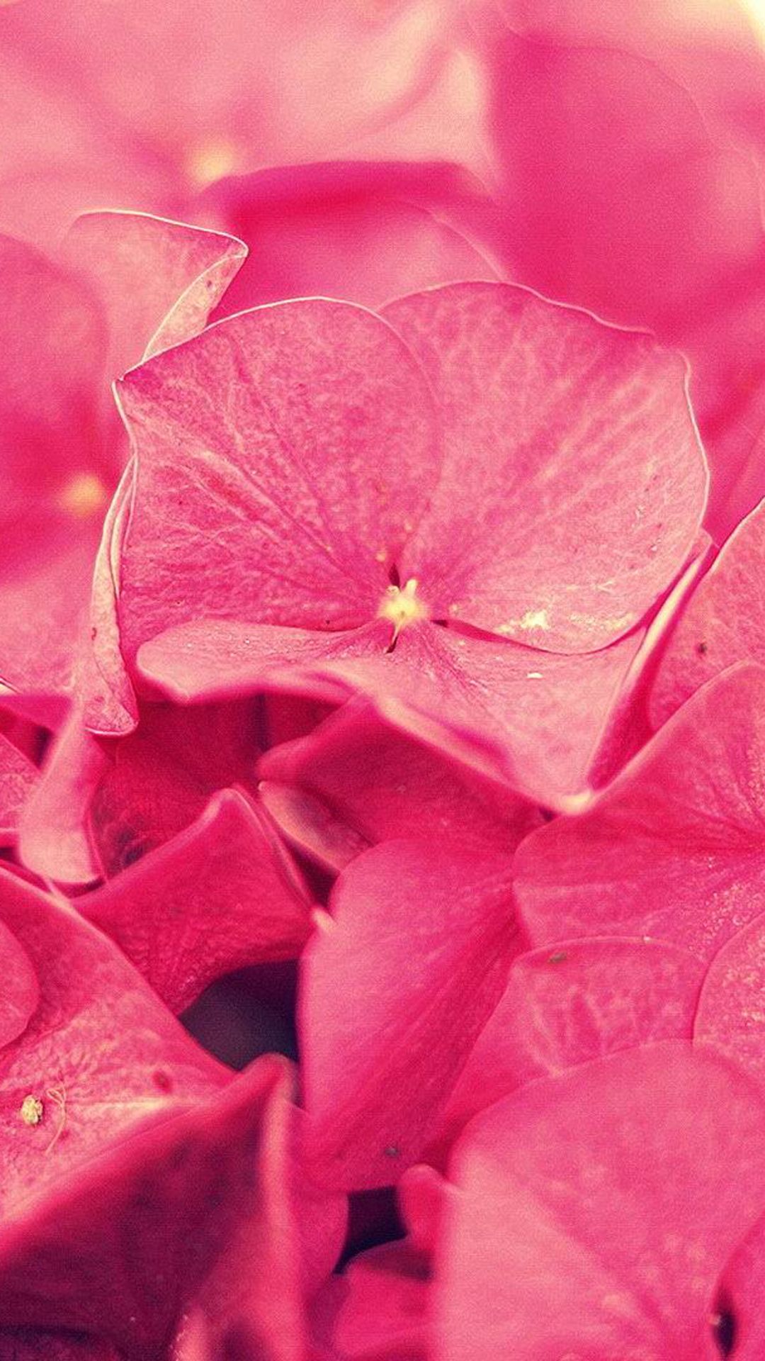 Flower Petals Wallpaper Iphone Hd - HD Wallpaper 