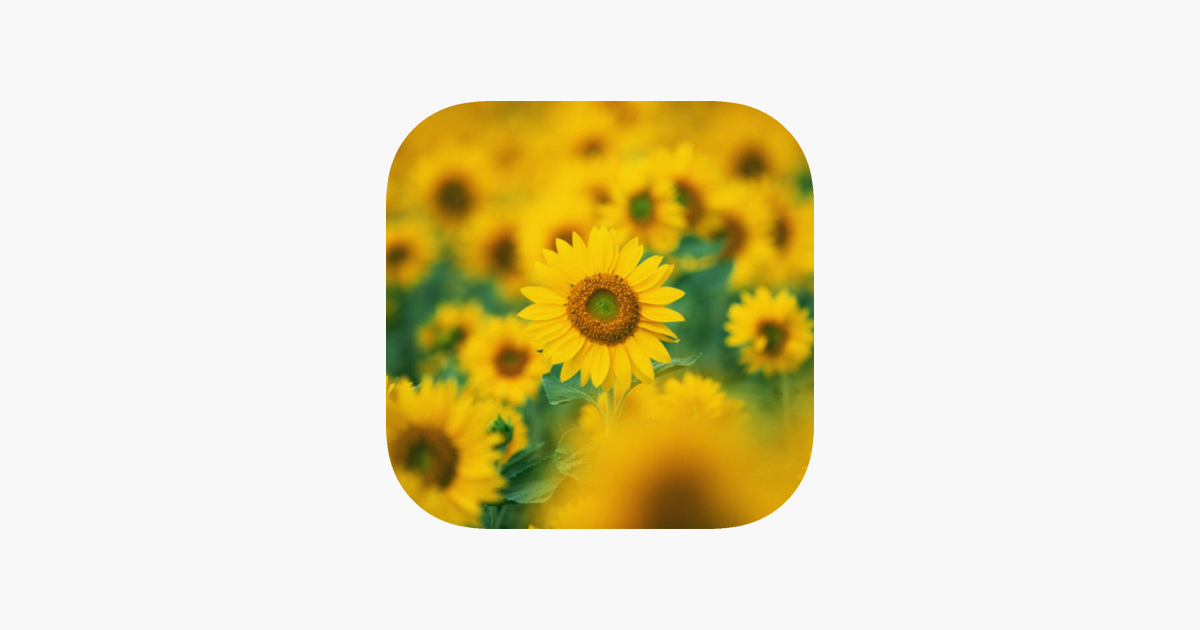 Sunflower - HD Wallpaper 