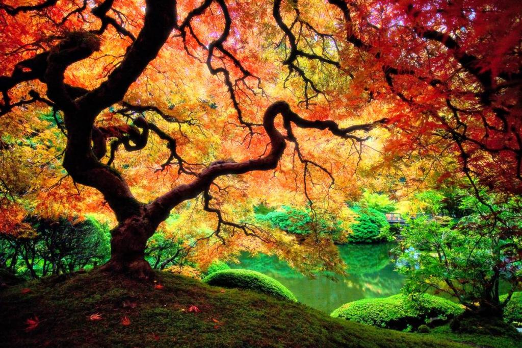 Japanese Maple Tree Oregon - HD Wallpaper 