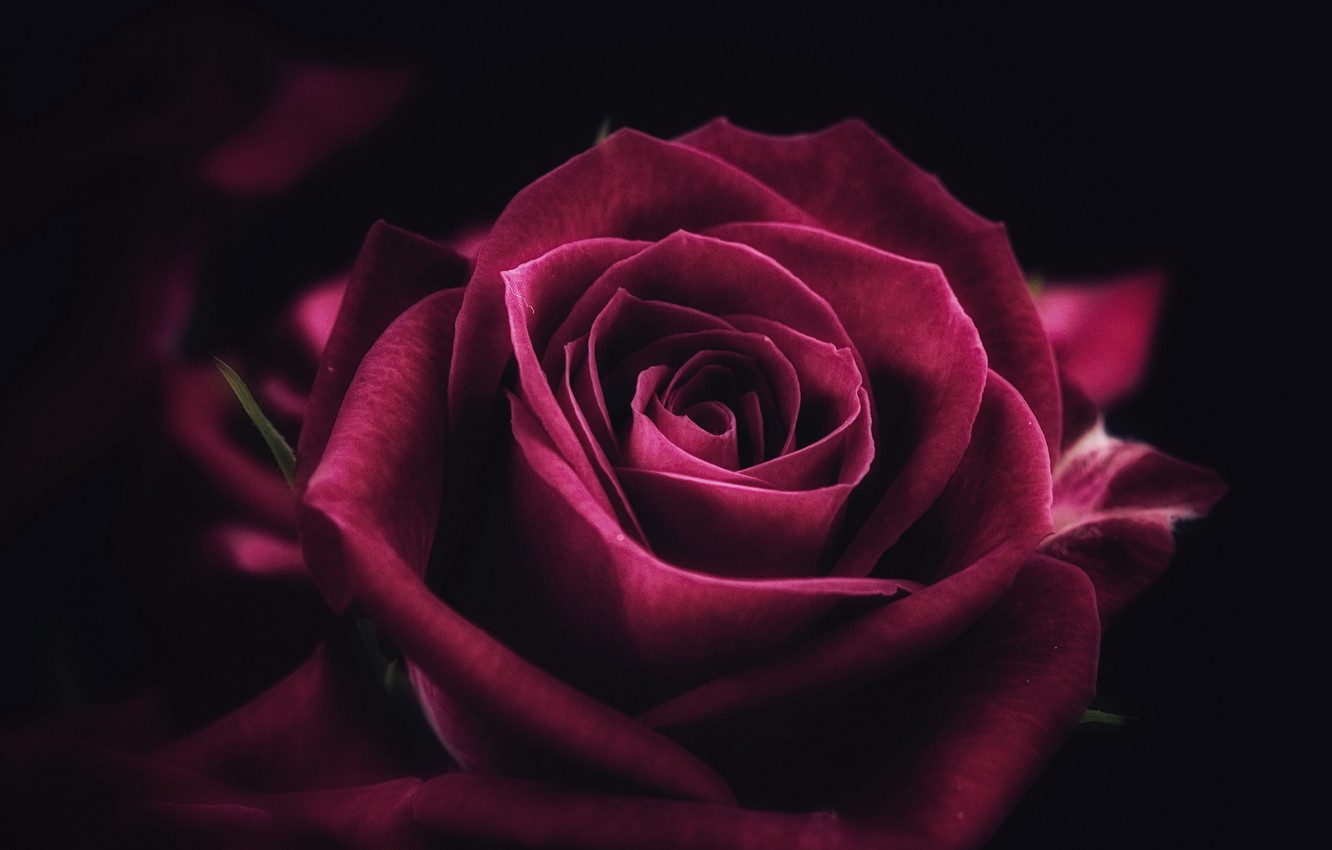 Photo Wallpaper Rose, Flower, Close-up, Pink, Macro, - Rose Background For Laptop - HD Wallpaper 