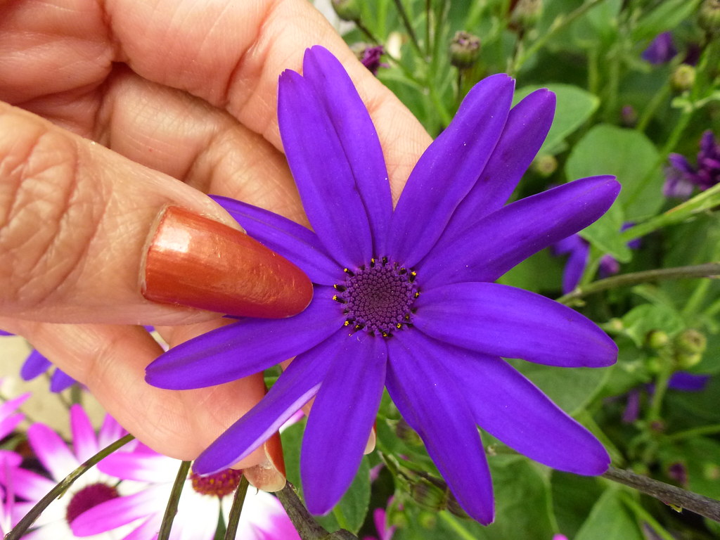 African Daisy - HD Wallpaper 