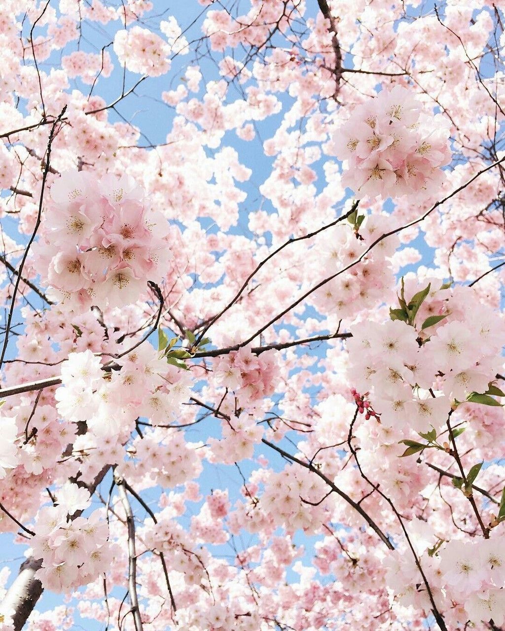 Flower Aesthetic Cherry Blossom - HD Wallpaper 