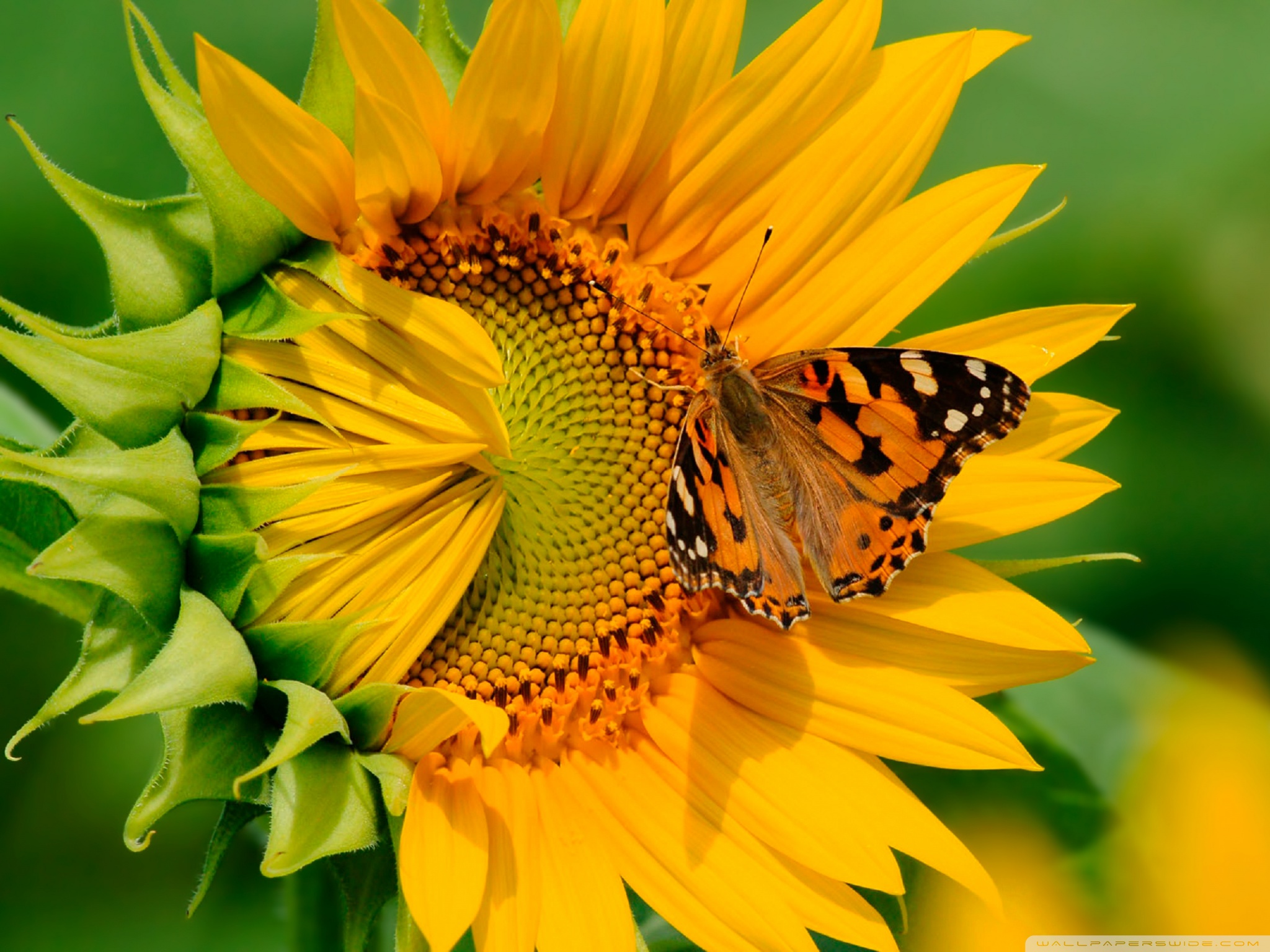 Sunflowers Butterfly - HD Wallpaper 