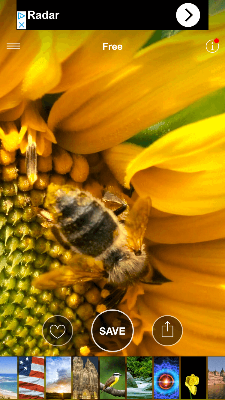 Live Wallpapers Now Example - Sunflower - HD Wallpaper 