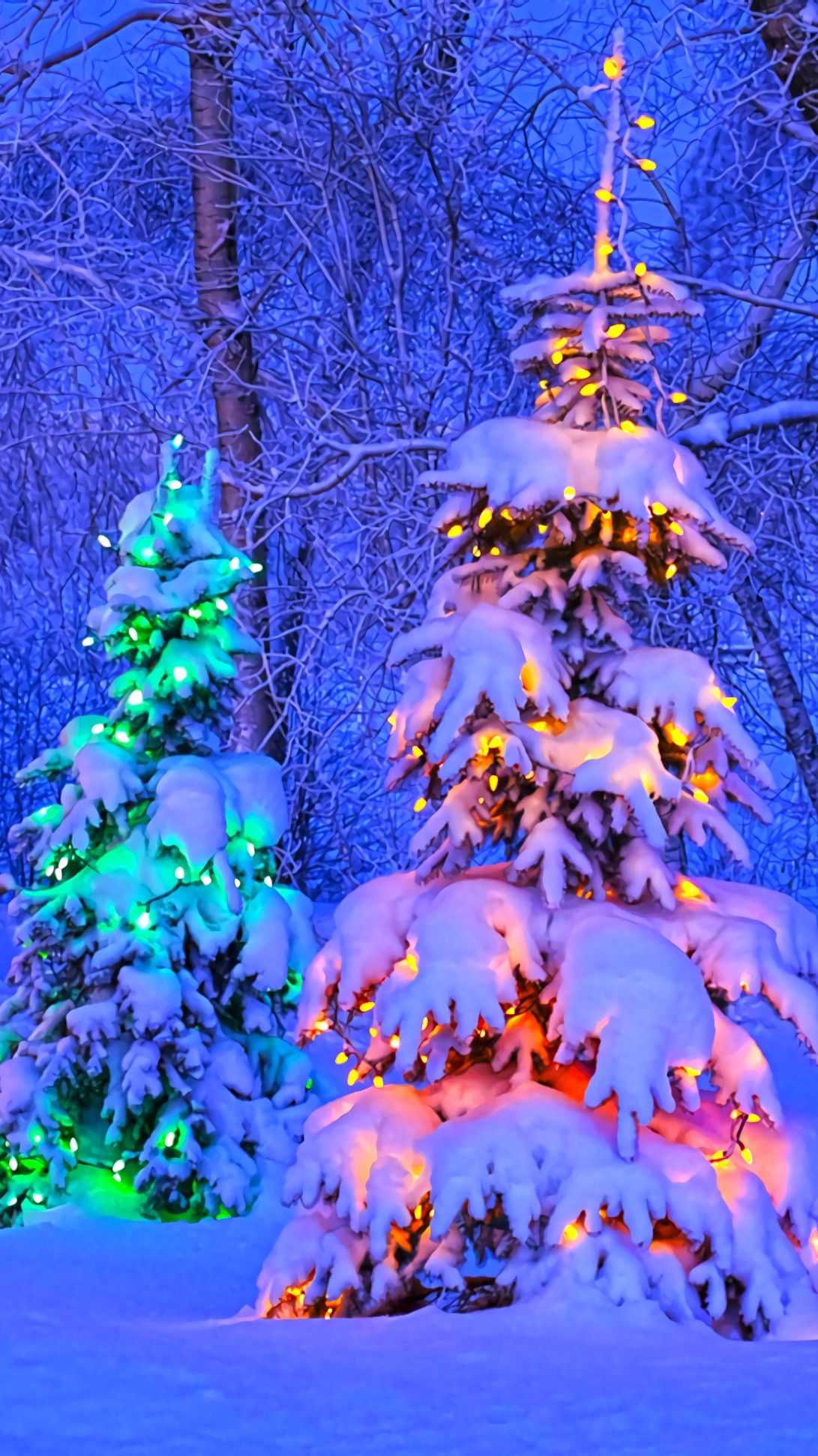 Christmas Trees In Canada - HD Wallpaper 