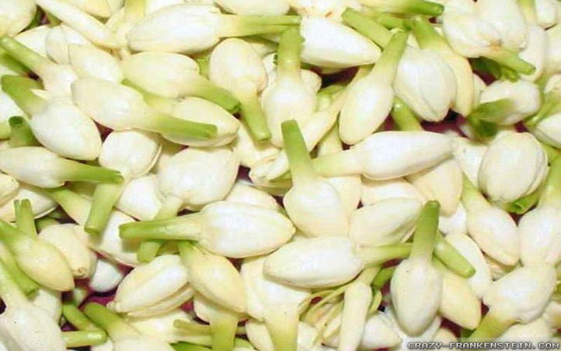 Bud Jasmine Flower Hd - HD Wallpaper 