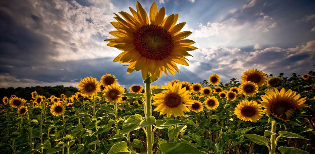 High Definition Sunflower Hd 1024x500 Wallpaper teahub.io