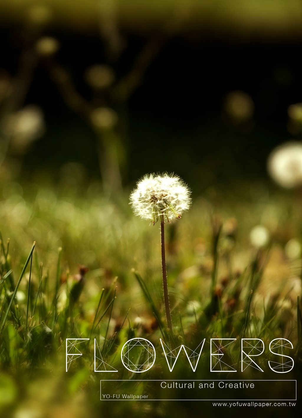 Flowers - Dandelion - HD Wallpaper 