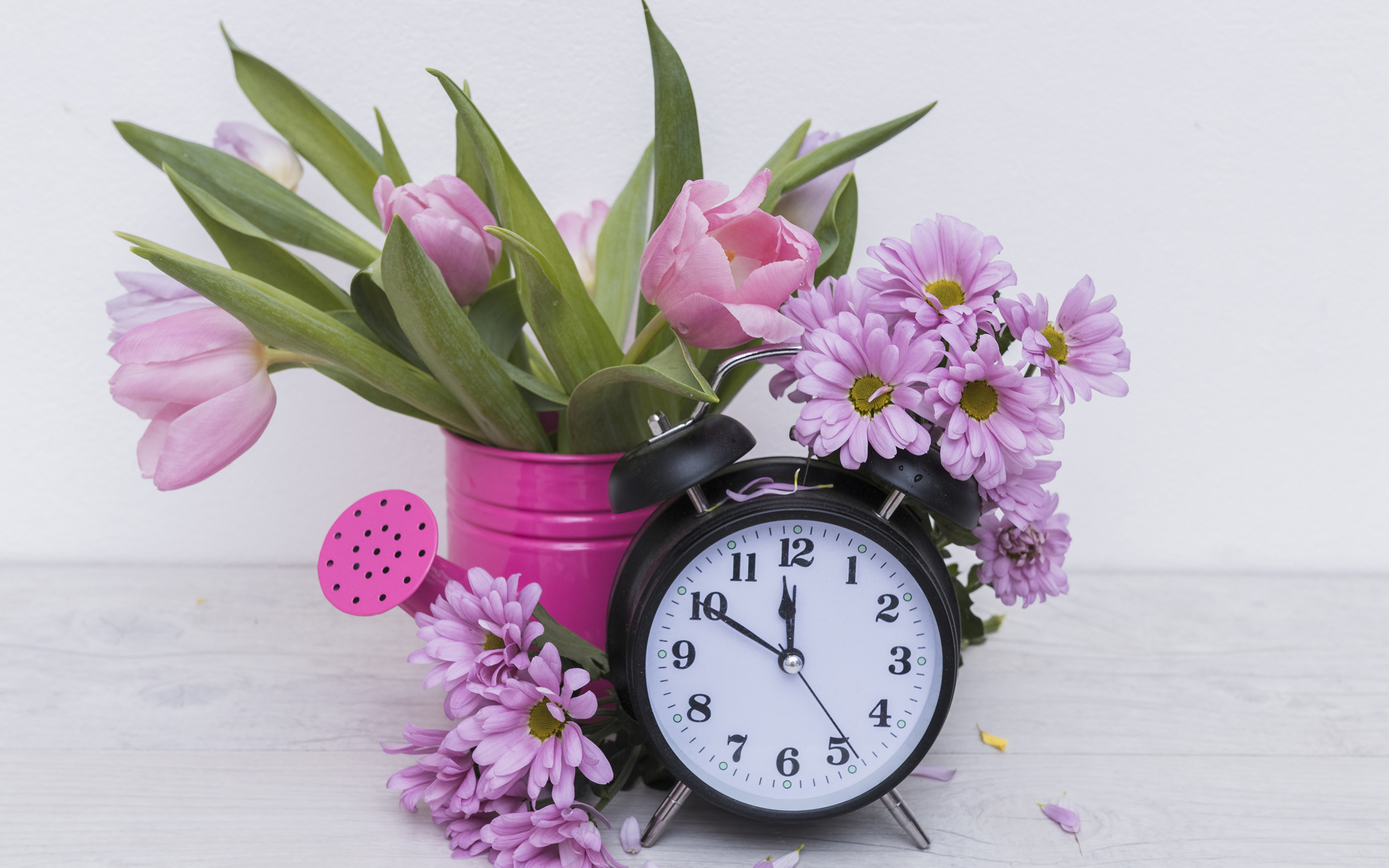 Tulip - HD Wallpaper 