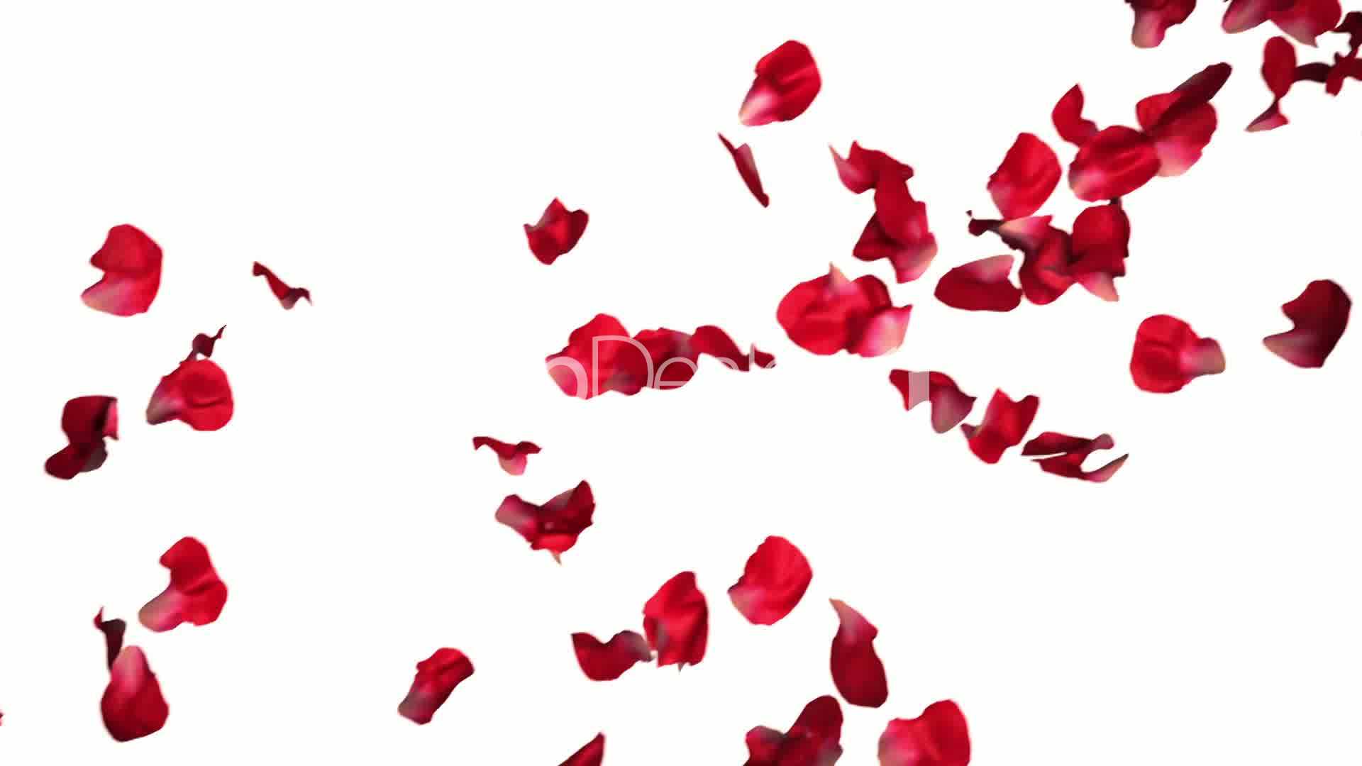 Transparent Red Rose Petals - HD Wallpaper 