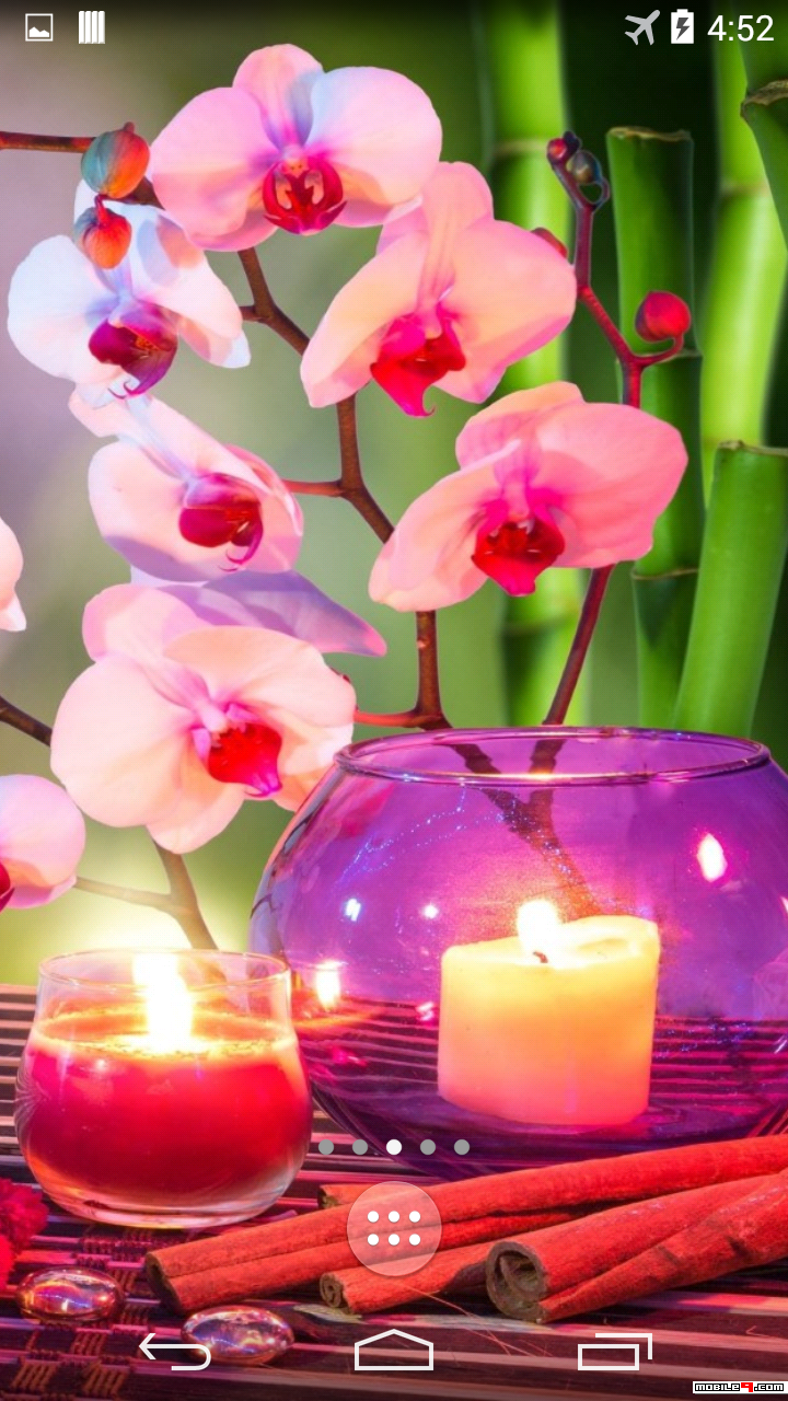 Zedge Orchid - HD Wallpaper 