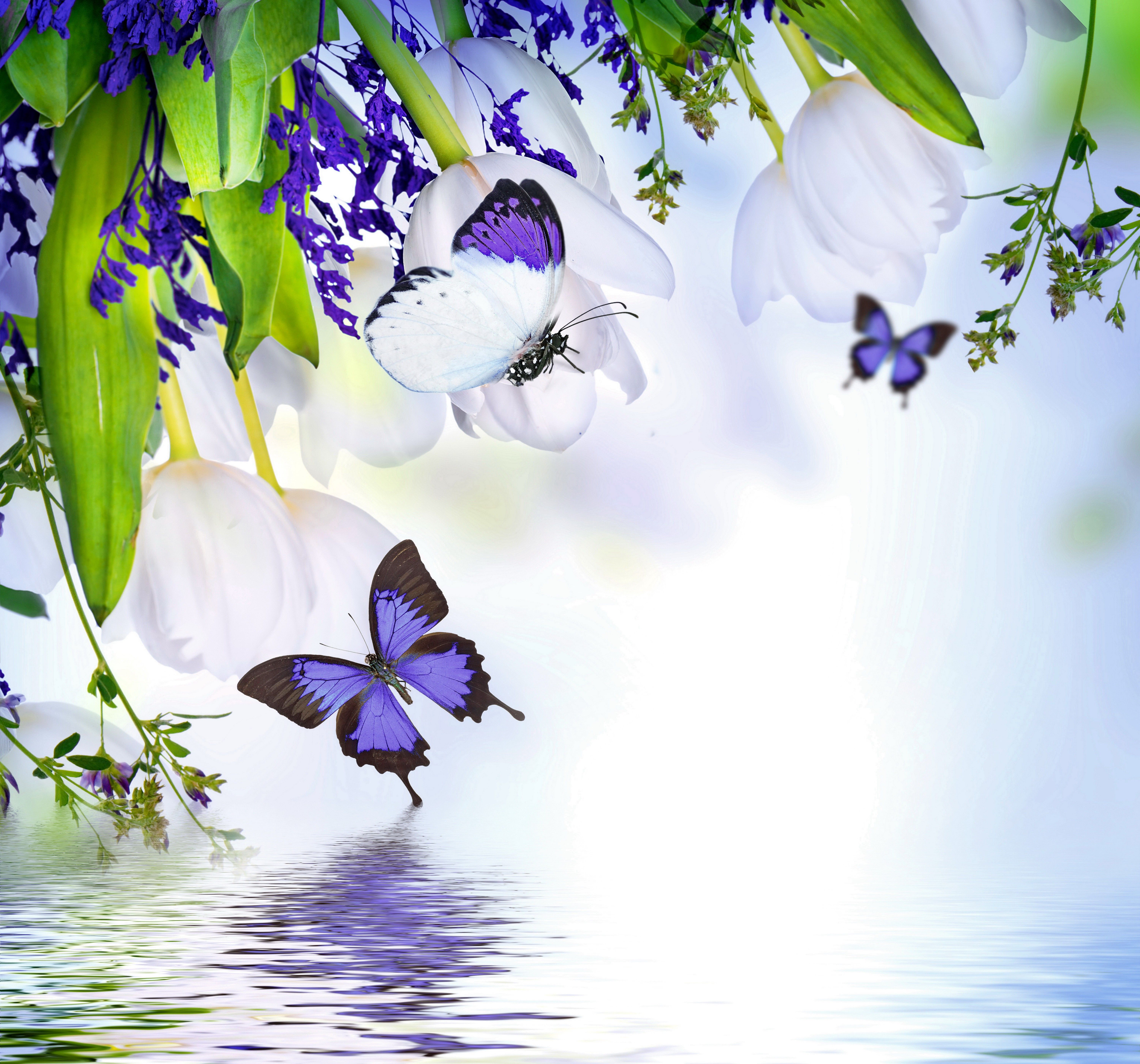 Flowers Butterflies White Tulips Water Blossom Reflection - Flowers And Butterflies - HD Wallpaper 