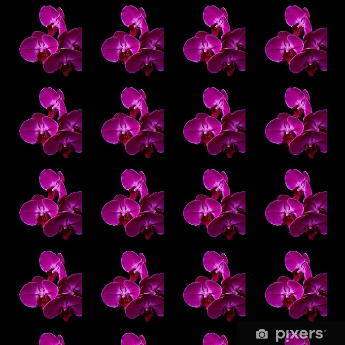 Phalaenopsis Sanderiana - HD Wallpaper 