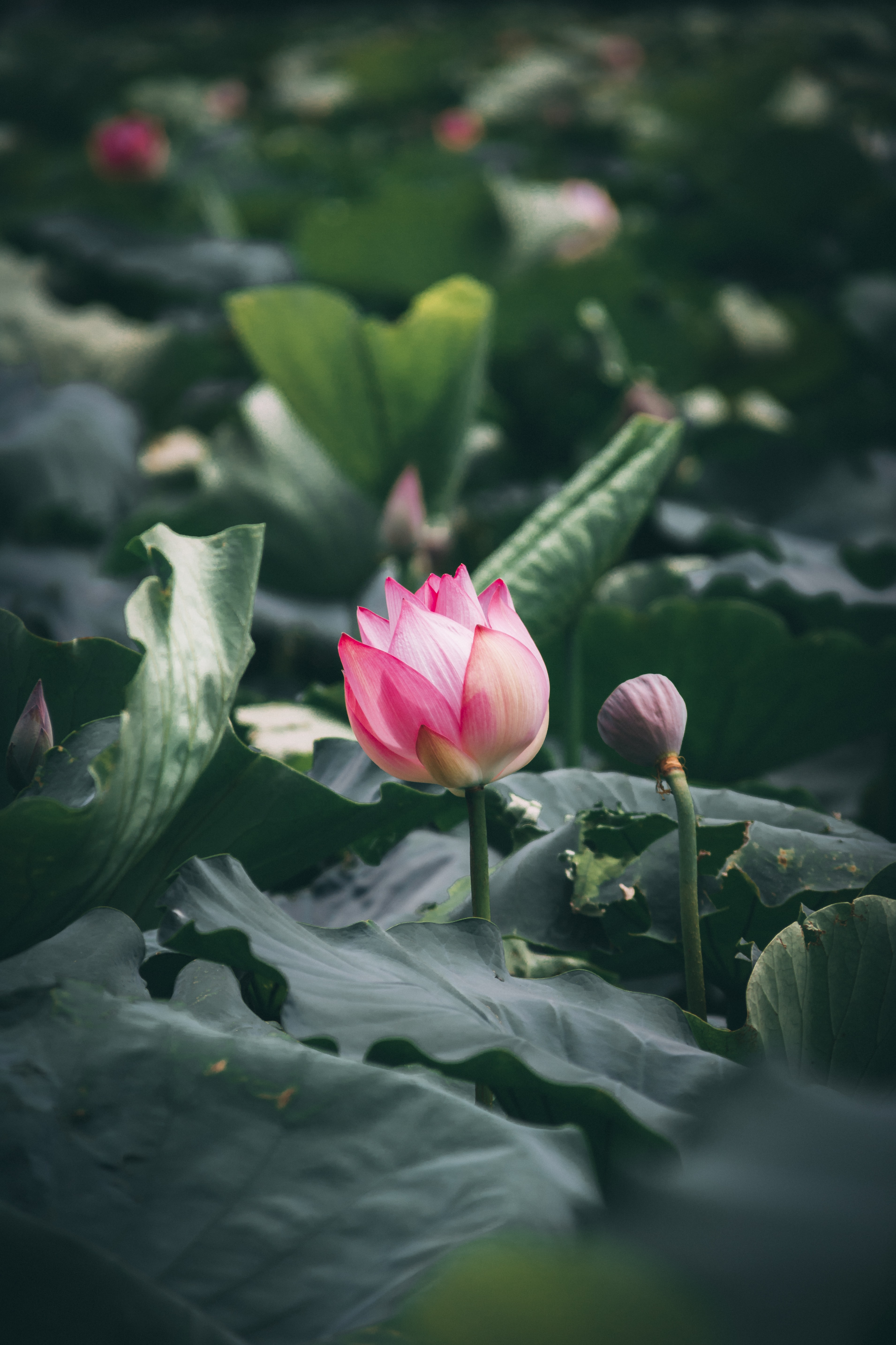 Best Lotus Flower Photography - HD Wallpaper 