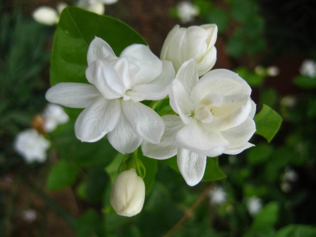 Jasmine Flowers - HD Wallpaper 